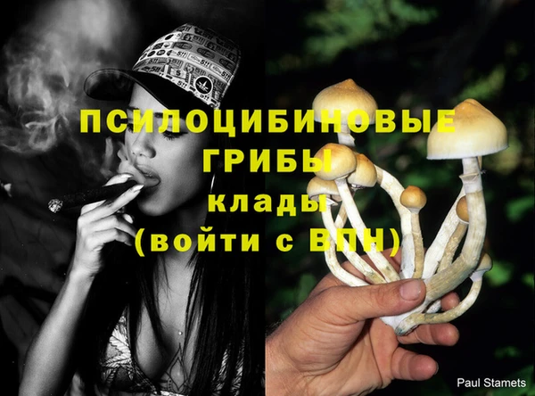 прущие грибы Осташков